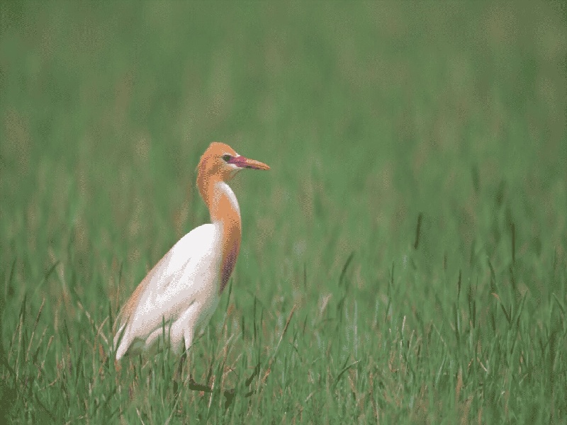 张女士成功案例